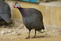 Click to see expanded image