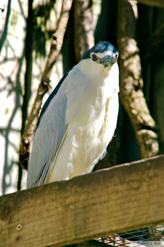 Black-Crowned Night Heron, Birdland Park and Gardens, Gloucestershire
