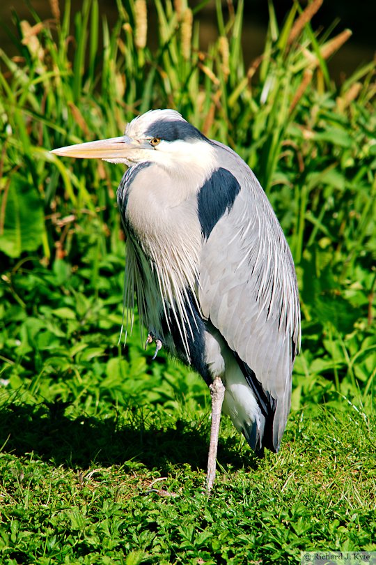 Grey Heron, Birdland Park and Gardens, Gloucestershire
