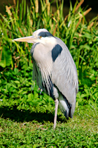Click to see expanded image