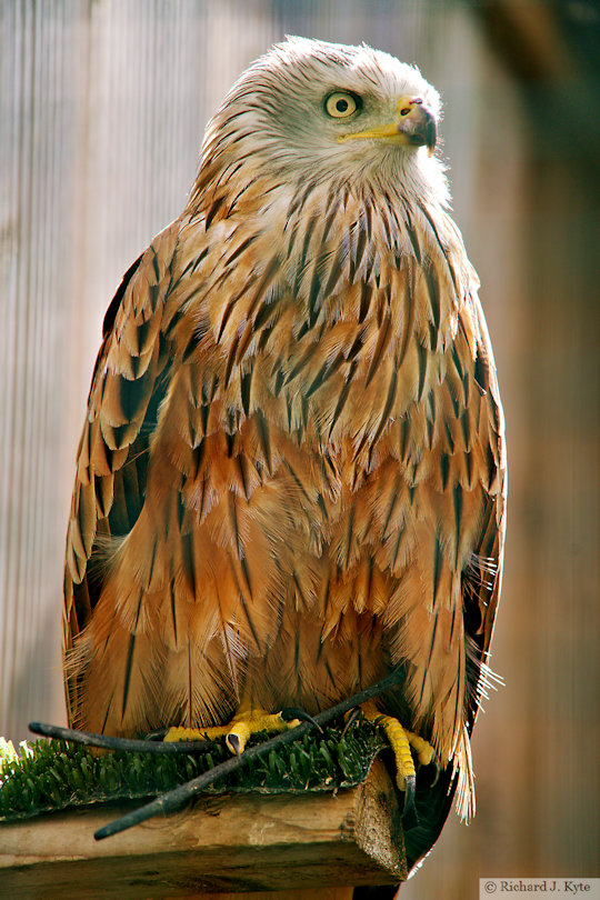Red Kite, Suffolk Owl Sanctuary
