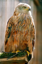 Click to see expanded image