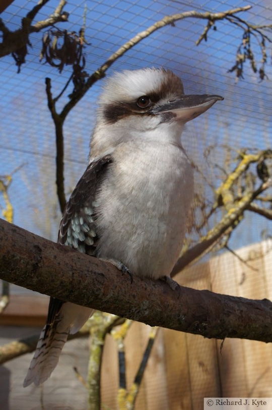 Kookaburra, Birdland Park and Gardens, Gloucestershire