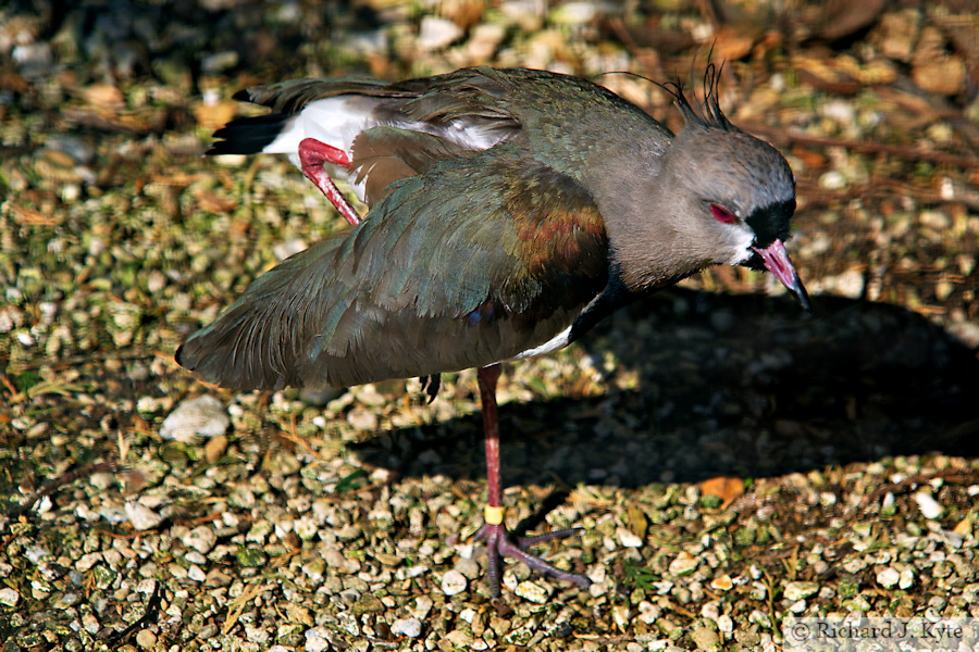 Southern Lapwing, Birdland Park and Gardens, Gloucestershire