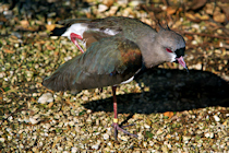 Click to see expanded image