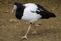 Click to see expanded image