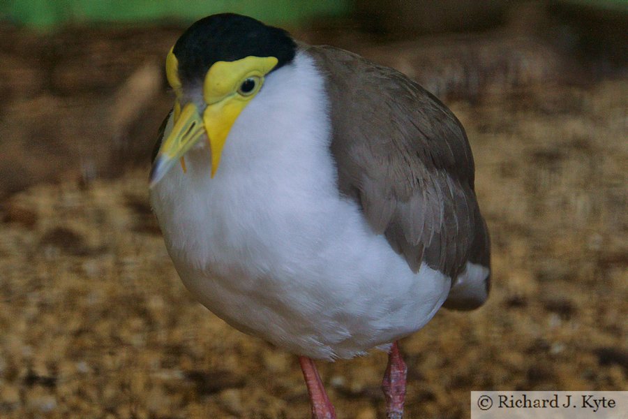 Masked Plover, Birdland Park and Gardens, Gloucestershire