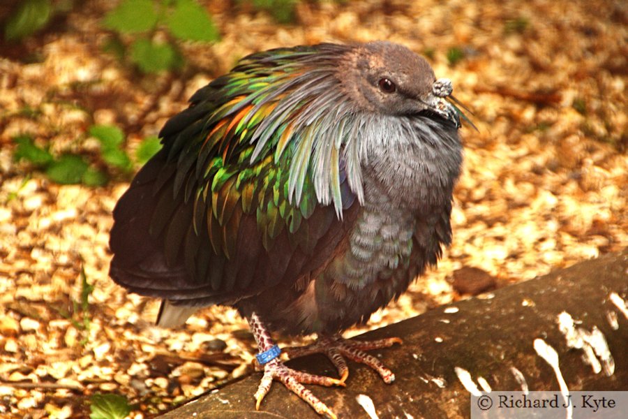 Nicobar Pigeon, Birdland Park and Gardens, Gloucestershire
