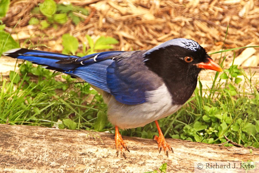 Occipital Blue Pie, Birdland Park and Gardens, Gloucestershire