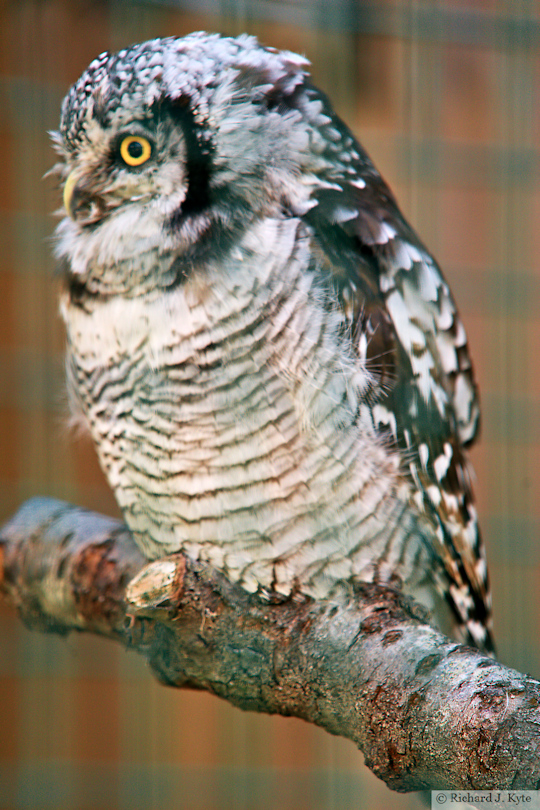 Northern Hawk Owl, Suffolk Owl Sanctuary