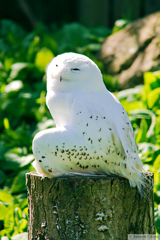 Snowy Owl, Birdland Park and Gardens, Gloucestershire