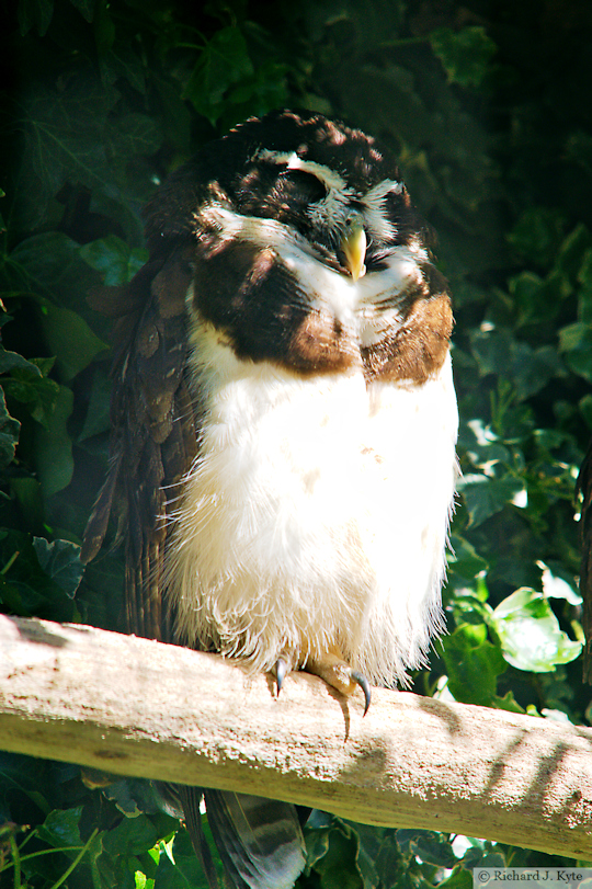 Spectacled Owl, Birdland Park and Gardens, Gloucestershire