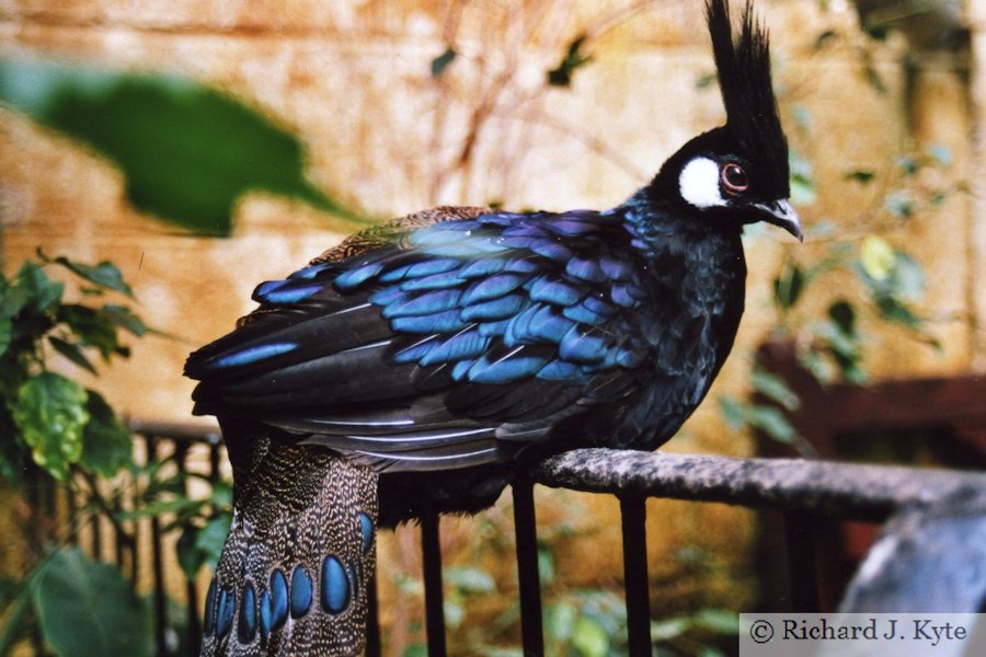 Palawan Peacock Pheasant, Birdland Park and Gardens, Gloucestershire