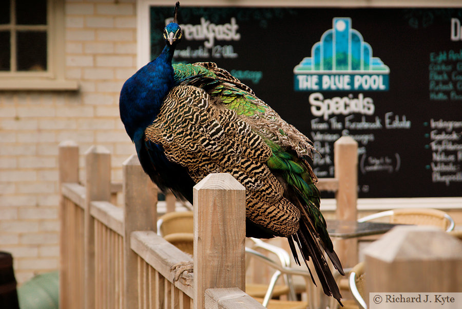 Peacock, The Blue Pool, Dorset