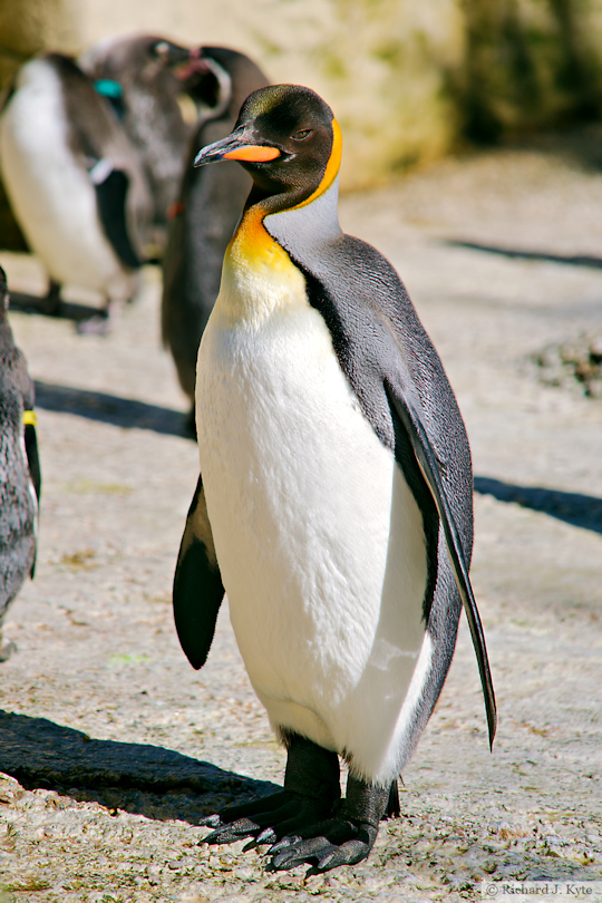 King Penguin, Birdland Park and Gardens, Gloucestershire