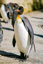 Click to see expanded image
