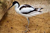Click to see expanded image