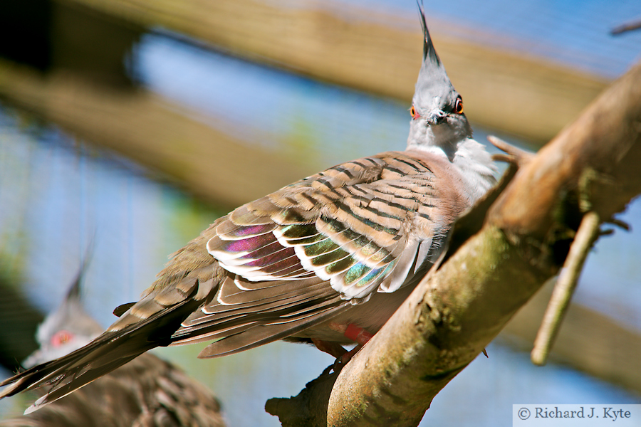 Crested Pigeon, Birdland Park and Gardens, Gloucestershire