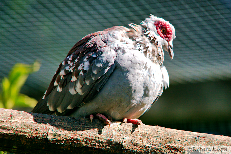 Speckled Pigeon, Birdland Park and Gardens, Gloucestershire