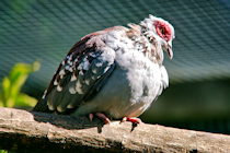 Click to see expanded image