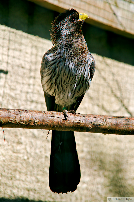 Western Gray Plantain Eater, Birdland Park and Gardens, Gloucestershire
