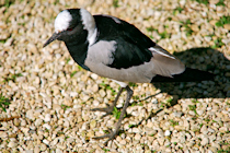 Click to see expanded image