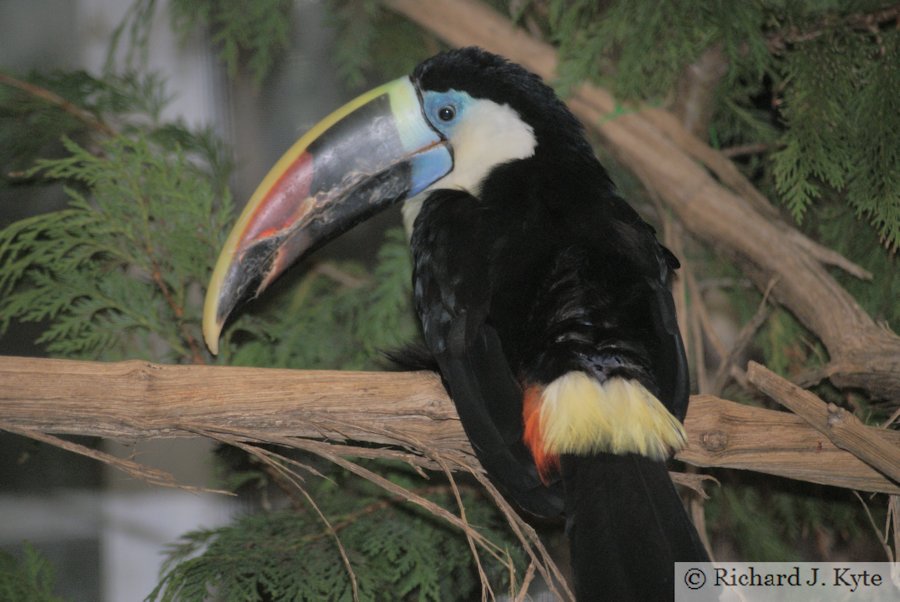 Red-billed Toucan, Birdland Park and Gardens, Gloucestershire