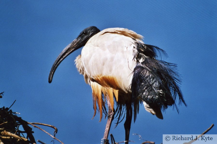 Sacred Ibis, Birdland Park and Gardens, Gloucestershire