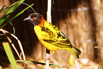 Click to see expanded image