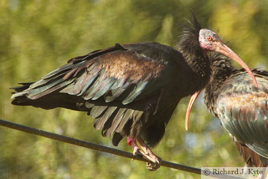 Waldrap Ibis, Birdland Park and Gardens, Gloucestershire