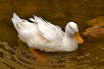 Click to see expanded image