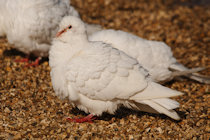 Click to see expanded image