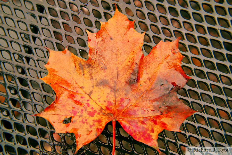 Autumn Leaf, "Steam and Stars", Somerset, 2025