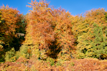 Click to see expanded image