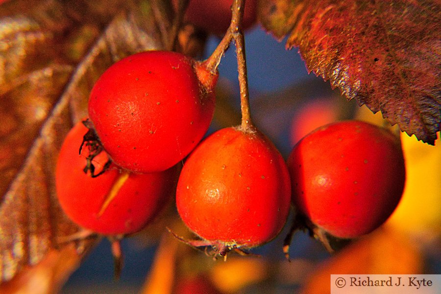 Autumn Berries, Workman Gardens, Evesham, Worcestershire