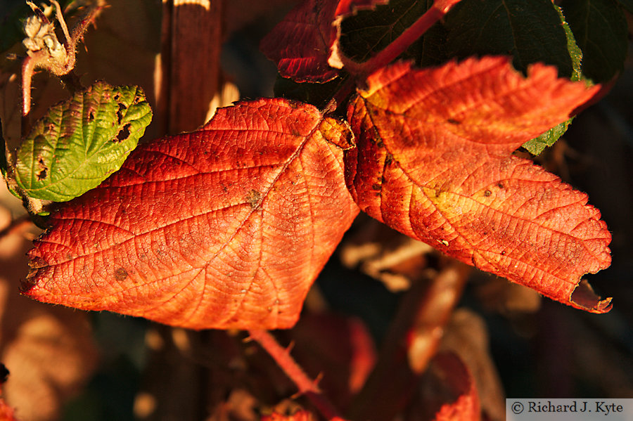 Autumn Leaf, Common Road, Evesham, 2020