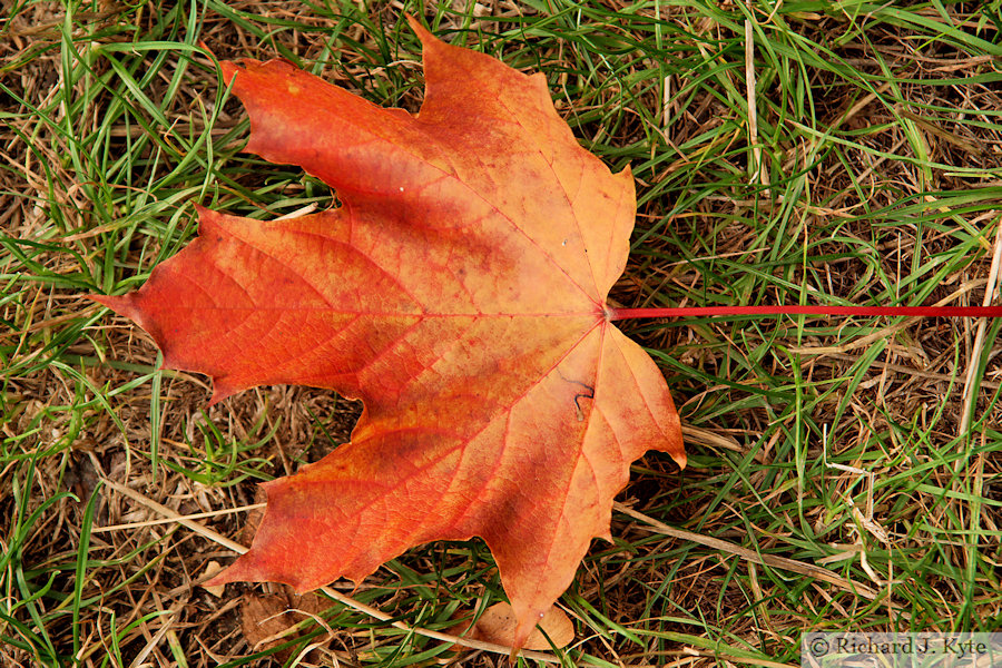 Autumn Leaf, "The Valley", Evesham, Worcestershire, 2022