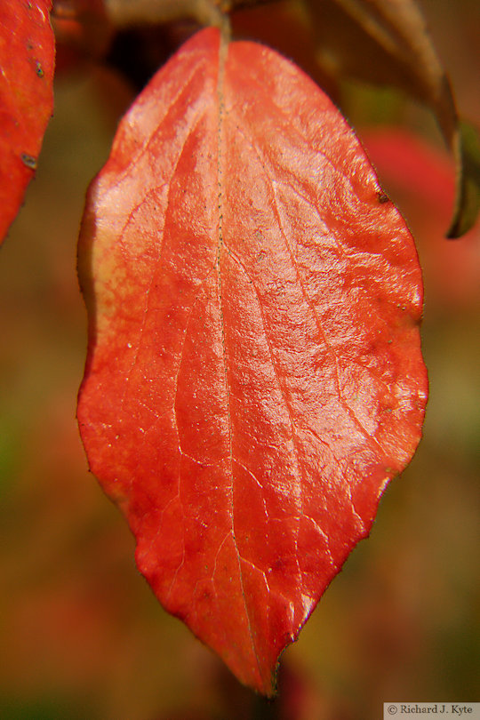 Autumn Leaf, Dudmaston Hall, Shropshire, 2022