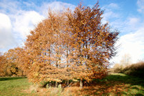 Click to see expanded image