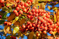 Click to see expanded image