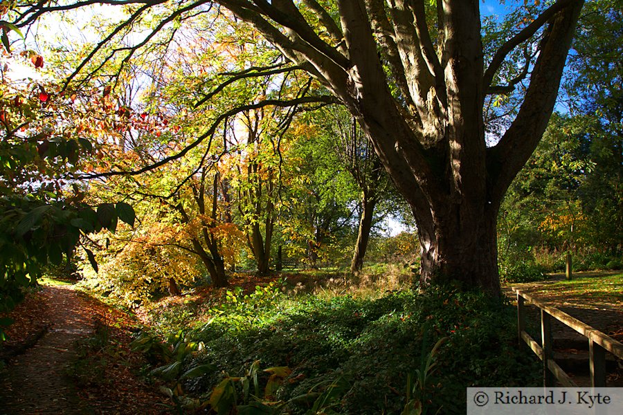 "The View from the Bridge", Lower Stream Garden, Hidcote Manor Garden, Gloucestershire  