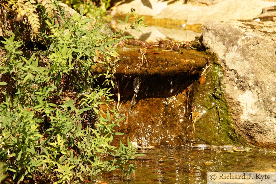 Waterfall, The Rock Bank, Hidcote Manor Garden, Gloucestershire