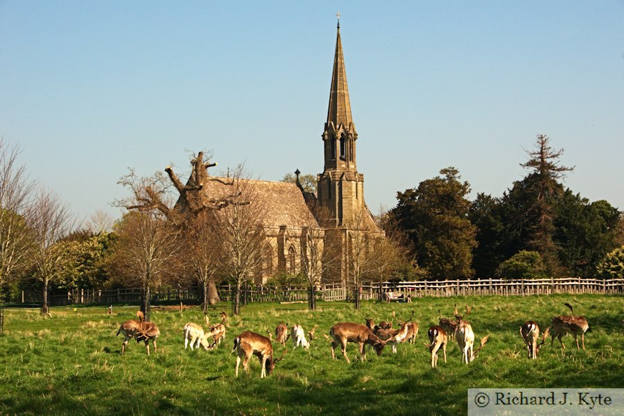 Fallow Deer, Charlecote Park, Warwickshire