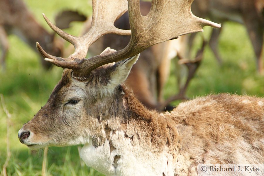 Fallow Deer Stag, Charlecote Park, Warwickshire