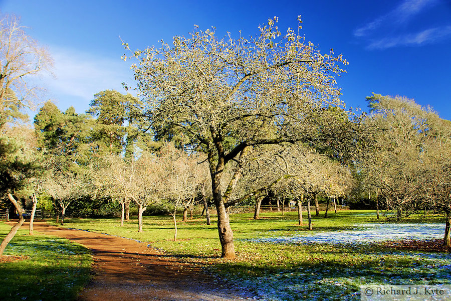 The Quiet Orchard, Upton House, Warwickshire The Quiet Orchard, Upton House, Warwickshire