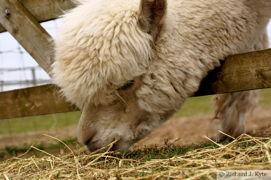 Alpaca, Ark Animal Sanctuary