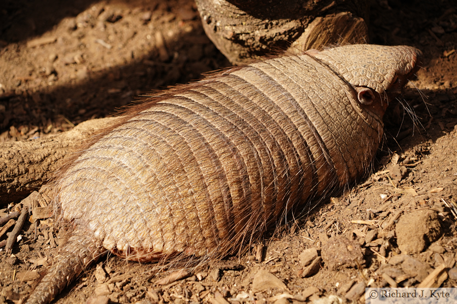 Large Hairy Armadillo, Suffolk Owl Sanctuary