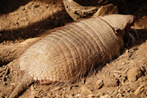 Click to see expanded image
