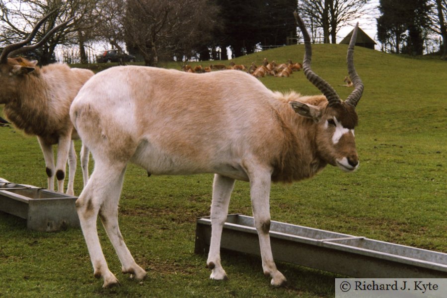 Black Buck, West Midland Safari Park