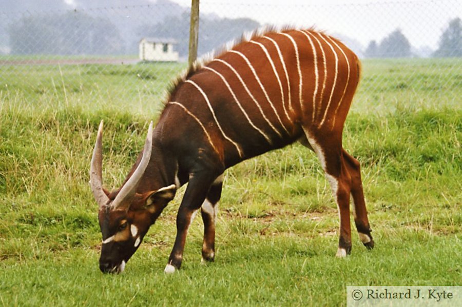 Bongo, Longleat Safari Park